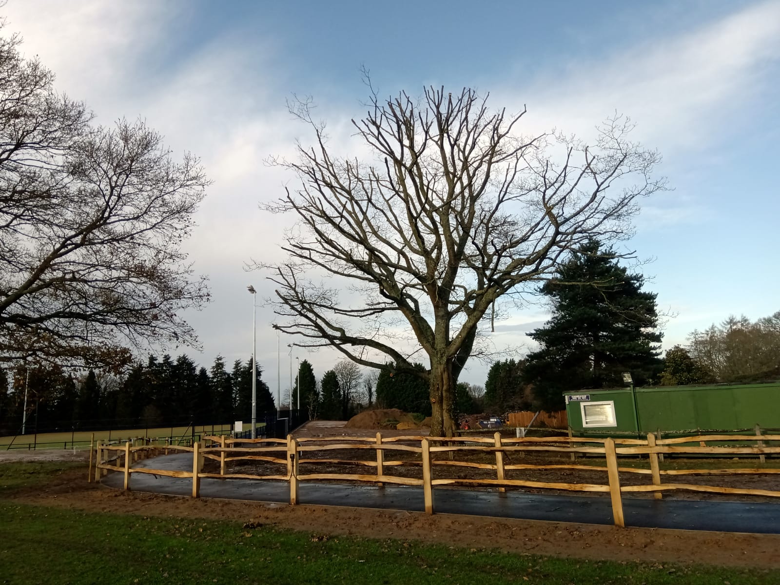 Tree Surrounded by Wooden Fencing