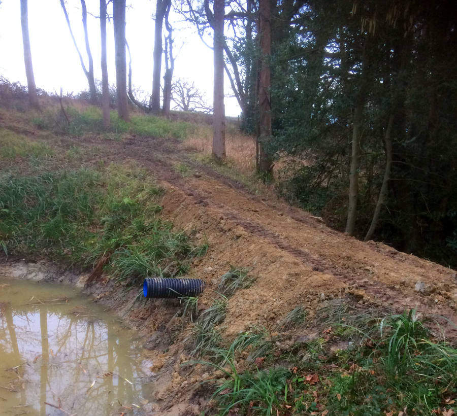 Muddy Pond in Forest